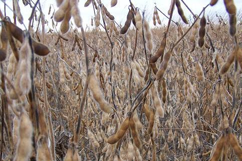 Real World Generation 2 Soy Beans 50 Pound Bag (1 Acre)