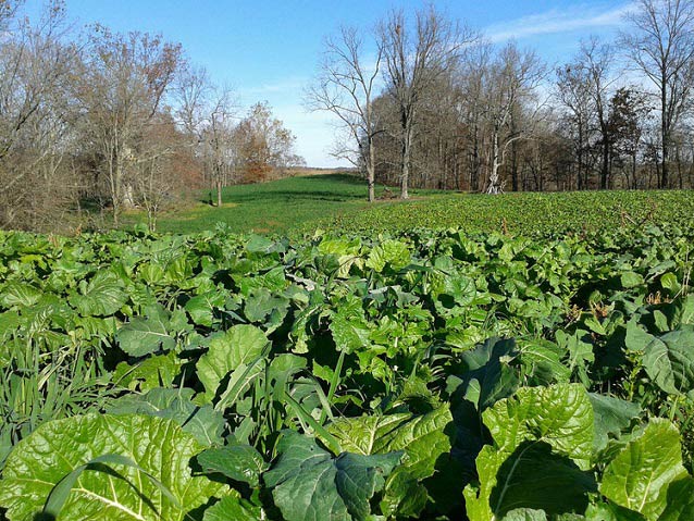 Real World Plot Topper 3 Pound 1/2 Acre Bag