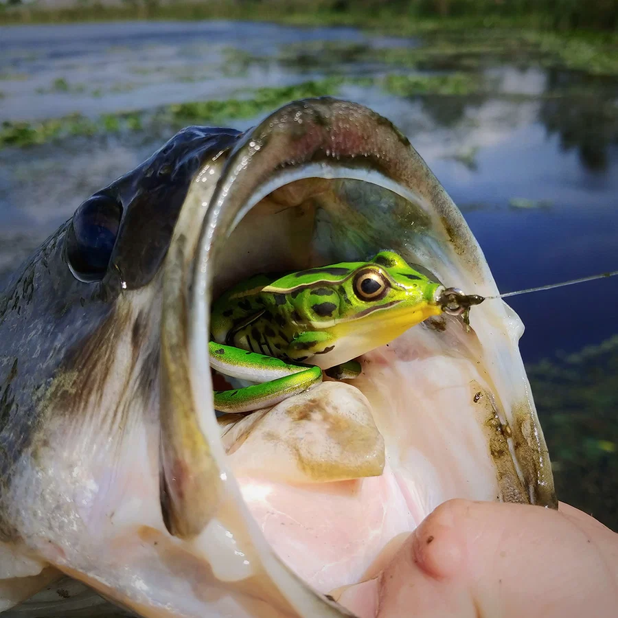 Lunkerhunt Topwater Combo