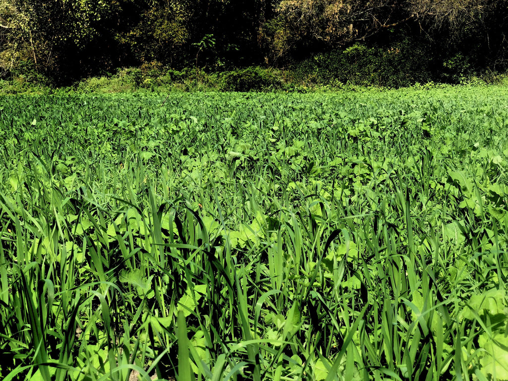 Real World Deadly Dozen 12.5 Pound 1/4 Acre Bag