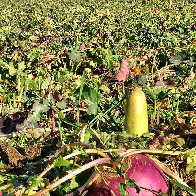 Real World Deadly Dozen 12.5 Pound 1/4 Acre Bag